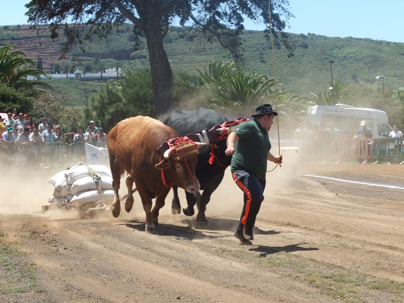 Arrastre Tegueste Toros de Segunda Alejandro Fernández García