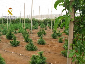 La plantación sorprende tanto por su localización como por su extensión. DA
