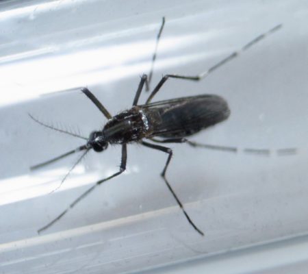 Canarias contabiliza siete casos de dengue y tres de chikungunya