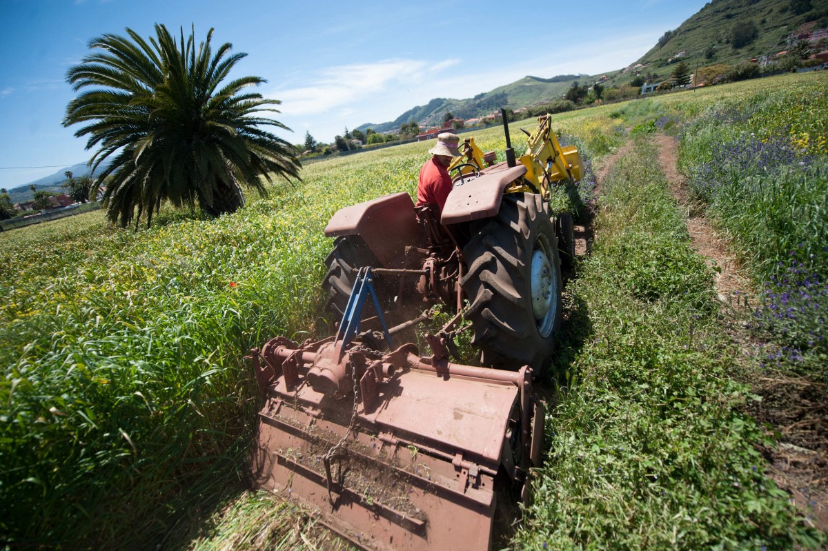 Un agricultor ara un campo de labranza en Tenerife. / FRAN PALLERO