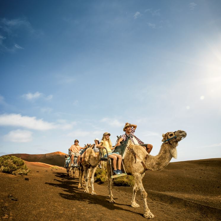 Todo un clásico como el paseo con dromedarios en Timanfaya sigue triunfando. / Carlos Spottorno
