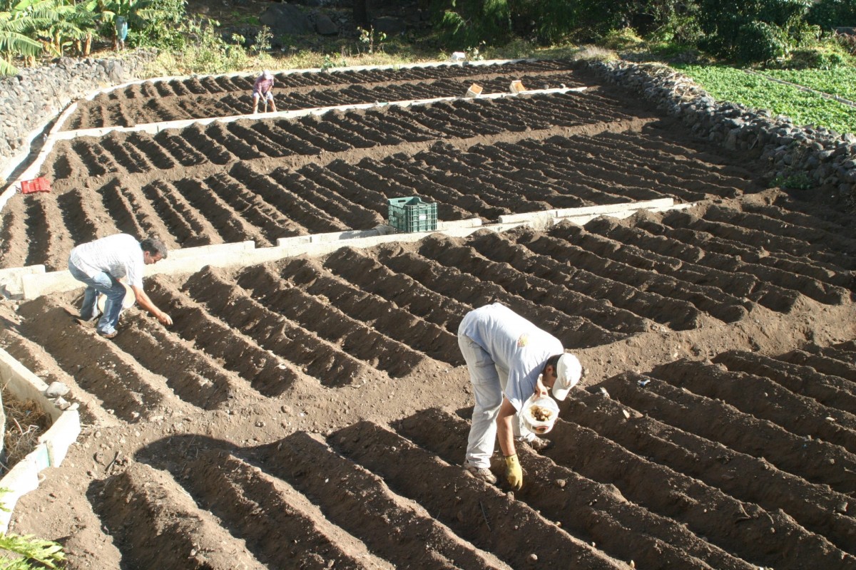 Agricultores, durante la siembra de una finca de papas en La Gomera. / DA