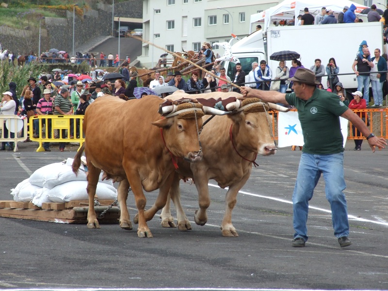 arrastre de ganado de Los Realejos