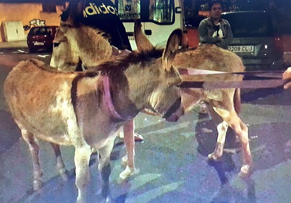 Los dos supervivientes fueron localizados cerca de la antigua estación de guaguas de San Benito. / @policialalaguna