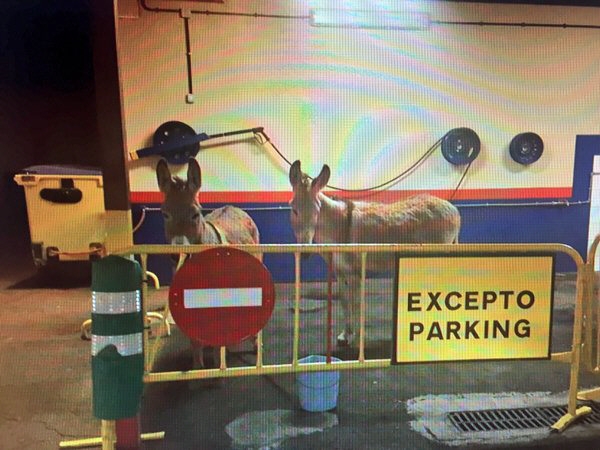 Los burros aparcados. / @policialalaguna