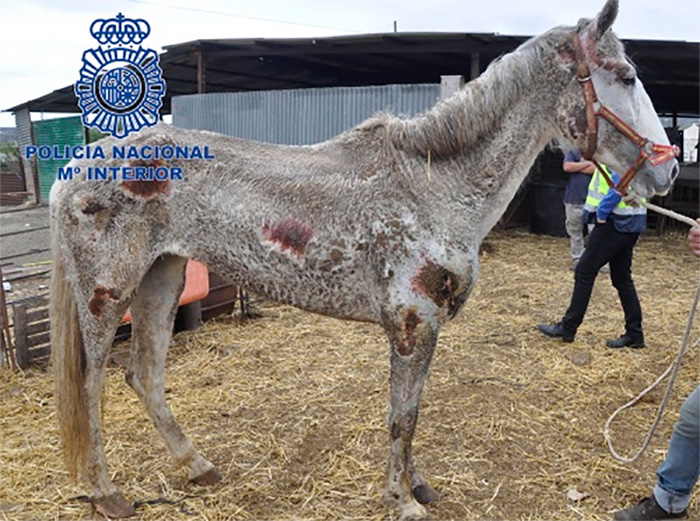 Detenidos los propietarios de 22 caballos y cuatro perros "desnutridos y en estado de abandono"