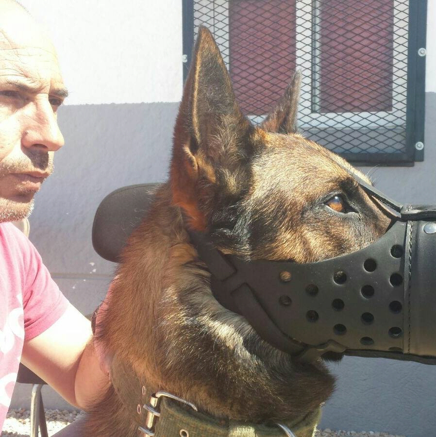 "El pastor alemán es el perro más estable que se utiliza en todos los sistemas de adiestramiento"