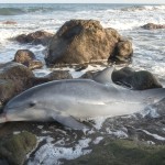Delfín varado en la playa del Confital