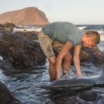 Delfín varado en la playa del Confital