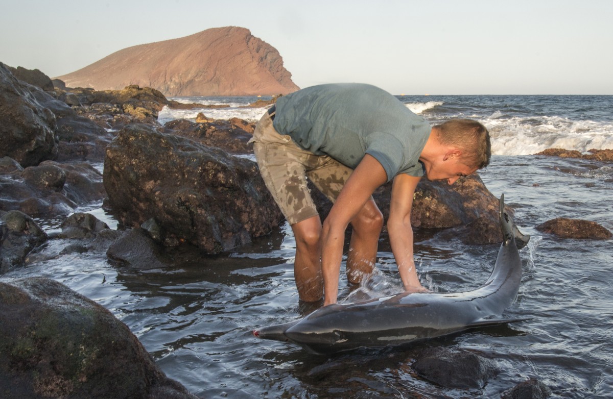 Delfín varado en la playa del Confital