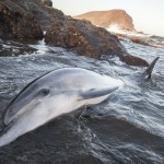 Delfín varado en la playa del Confital