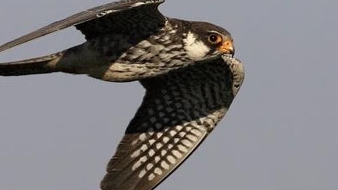 Halcón