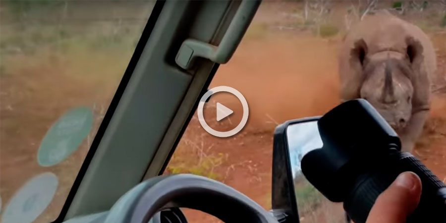 Rinoceronte ataca coche en safari