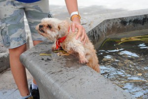 Un perro se refresca en una fuente pública de Tenerife en mayo de 2013. DA