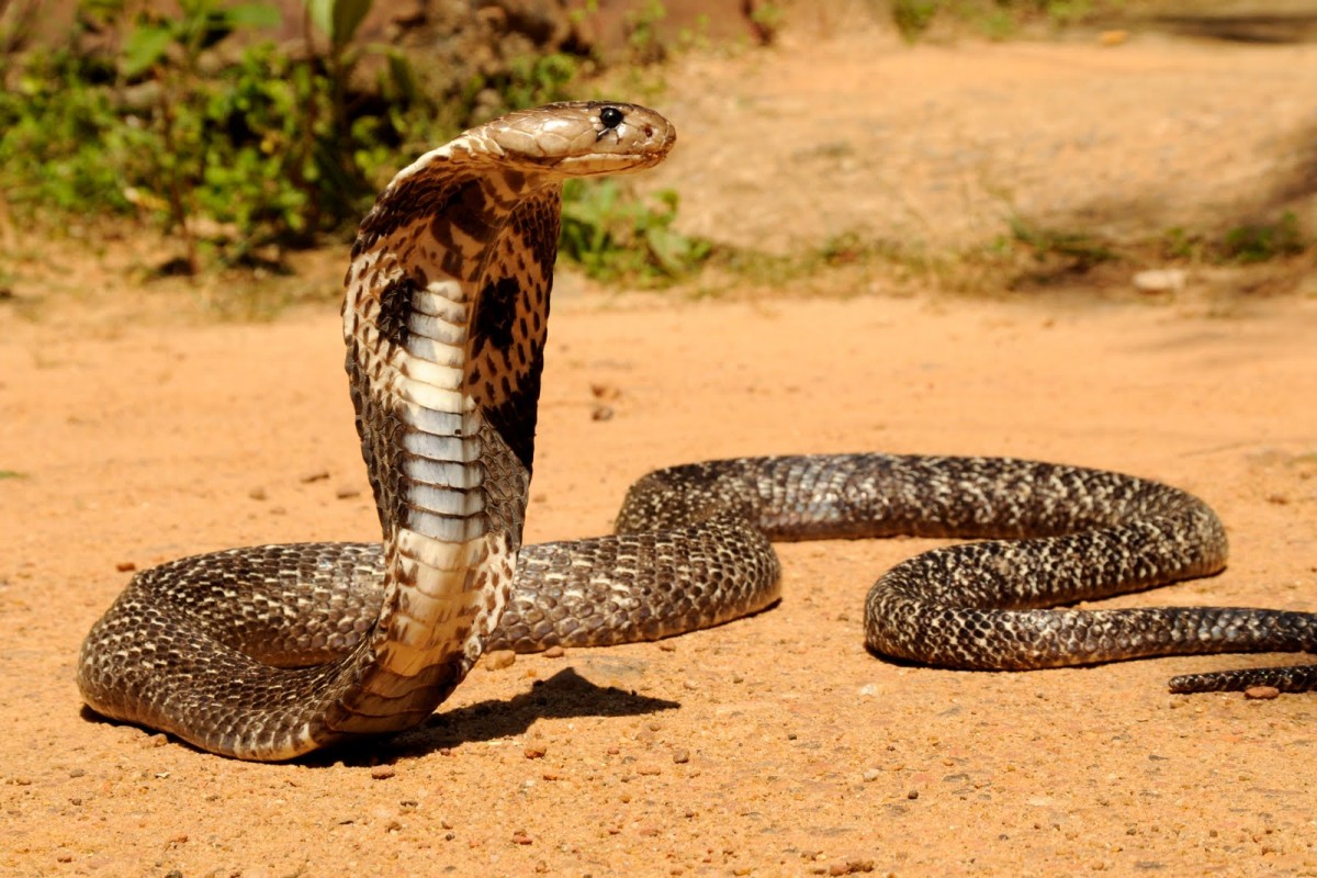 Imagen de archivo de una cobra real, serpiente venenosa detectada esporádicamente en el Archipiélago. / Reuters