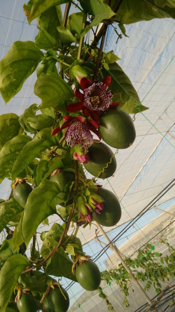 La pitaya roja se cultiva en cinco variedades y se exporta a Europa / DA