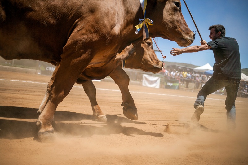 Varias imágenes de la jornada celebrada en la Casa del Ganadero, en La Laguna. Andrés Gutiérrez