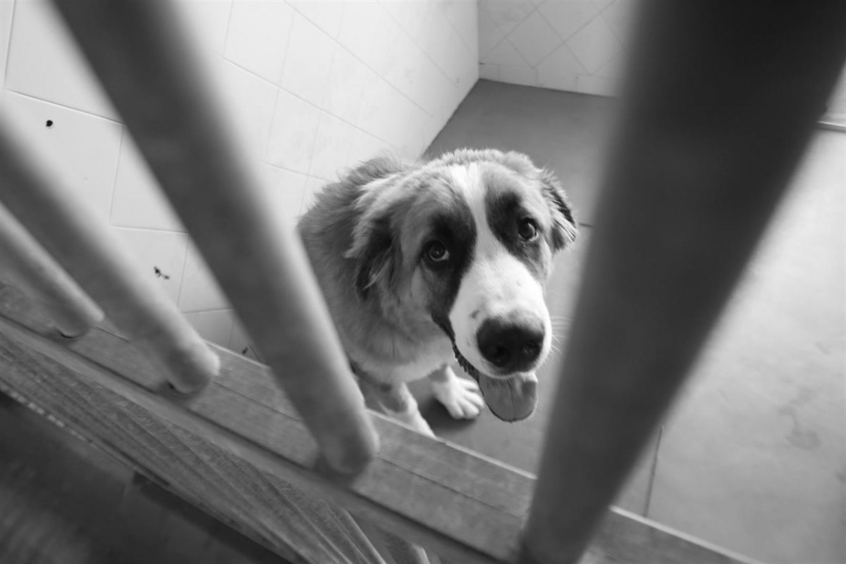 Perro abandonado es atentido en refugio / FOTO: EUROPA PRESS