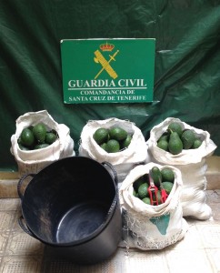 Imagen de archivo de otro robo de aguacates. | DA