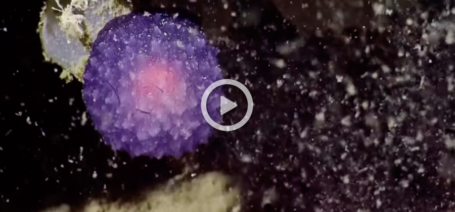 ESFERA PURPURA PACIFICO VIDEO NAUTILUS