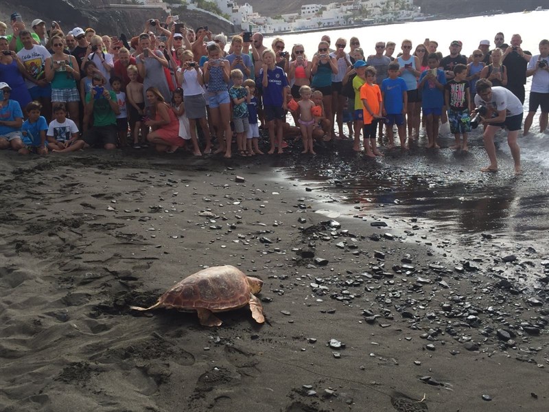 Tortuga boba liberada / FOTO: CABILDO DE FUERTEVENTURA
