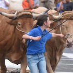 07-07-2016 la laguna arrastre de ganado en san benito