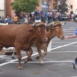 07-07-2016 la laguna arrastre de ganado en san benito