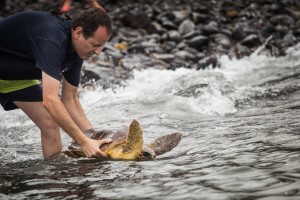 Los animales se soltaron en Punta del Hidalgo. / A. G.