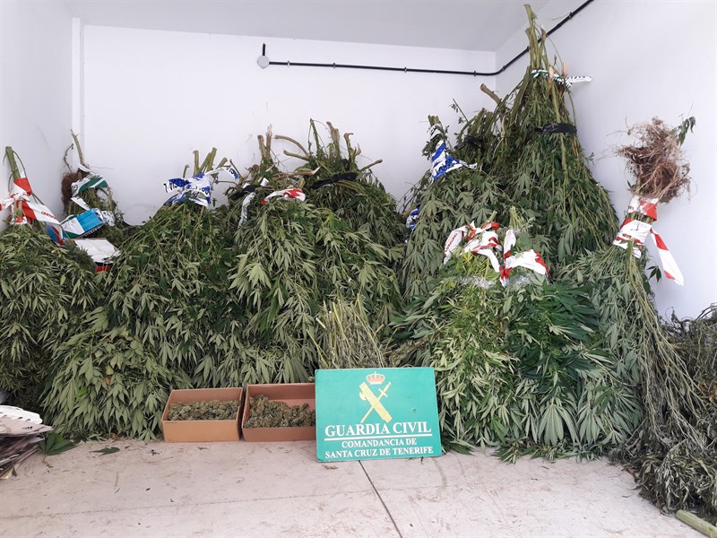 Marihuana intervenida por la Guardia Civil. | CEDIDA