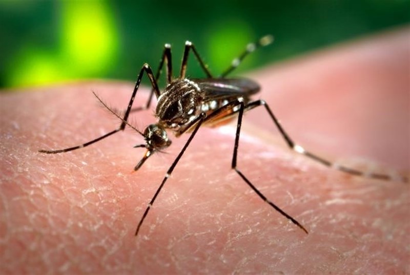 Descubren la procedencia de los mosquitos del Zika cazados en Canarias