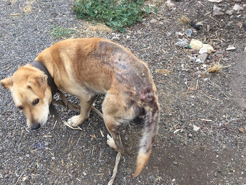 Imagen de un perro abandonado en Las Mercedes. | CEDIDA