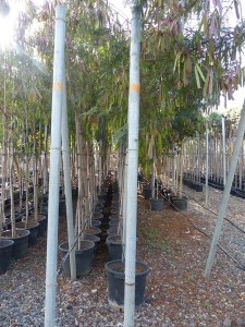 Arbustos Aromo blanco (Leucaena Leucocephala) encontrados por la policía. | CEDIDA