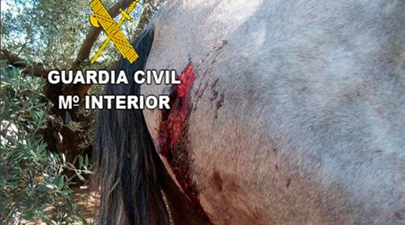 SEPRONA ALERTA MALTRATO CABALLOS