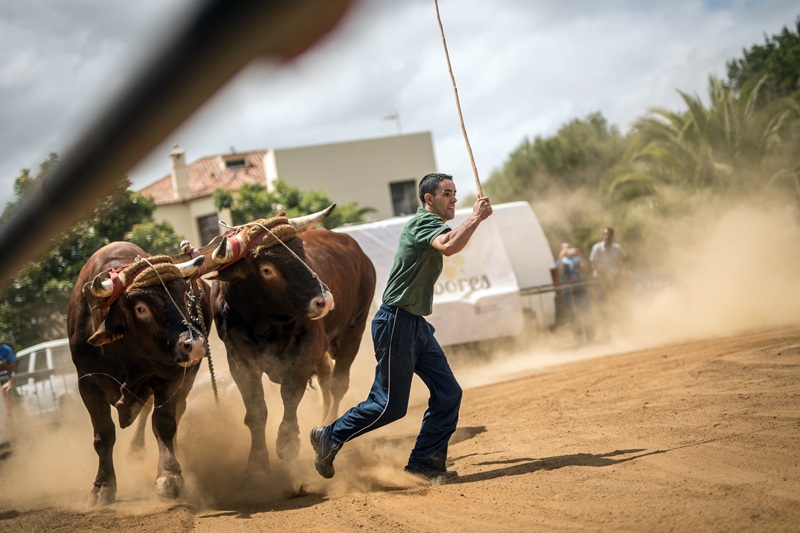 ARRASTRE DE GANADO FINAL LA LAGUNA