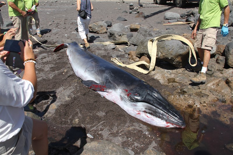 La ballena es un ejemplan de rorcual tropical. | CEDIDA CABILDO DE FUERTEVENTURA