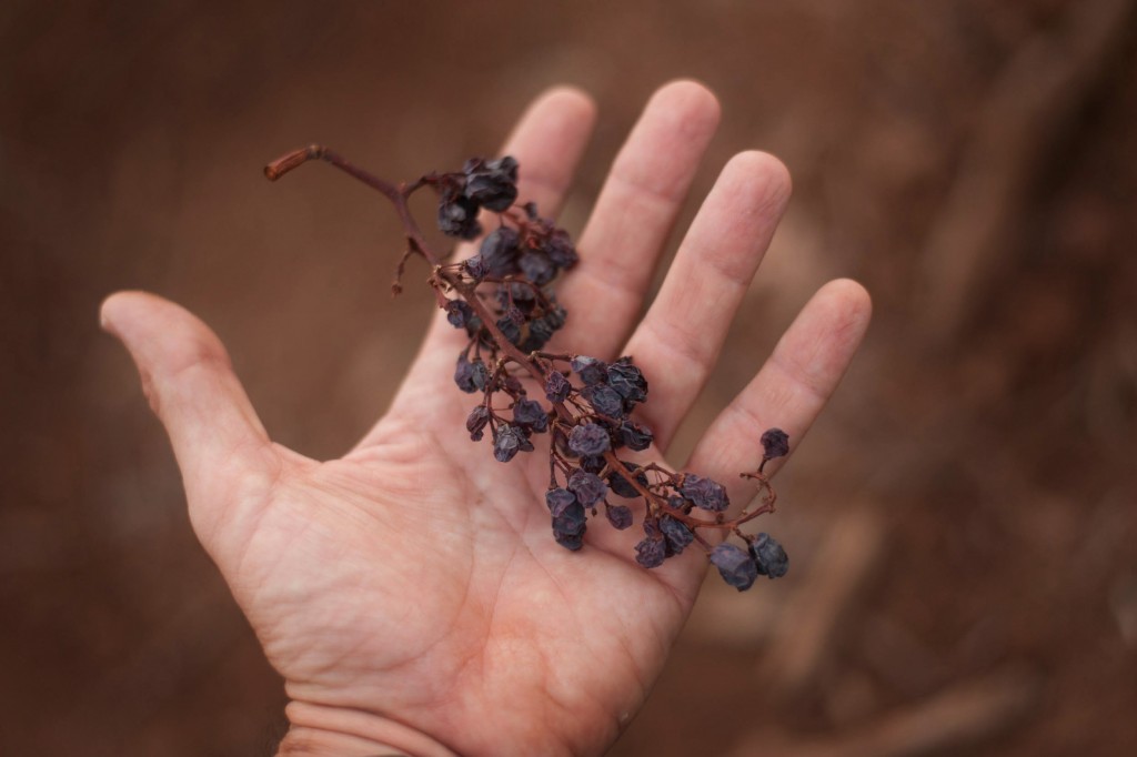 MALA COSECHA UVAS CANARIAS