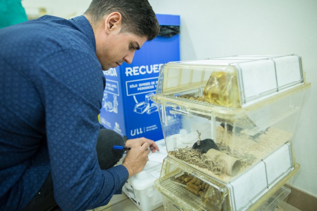 Uno de los roedoresLos roedores han sido llevados al Animalario de la Universidad de La Laguna para su cuidado. ANDRÉS GUTIÉRREZ 