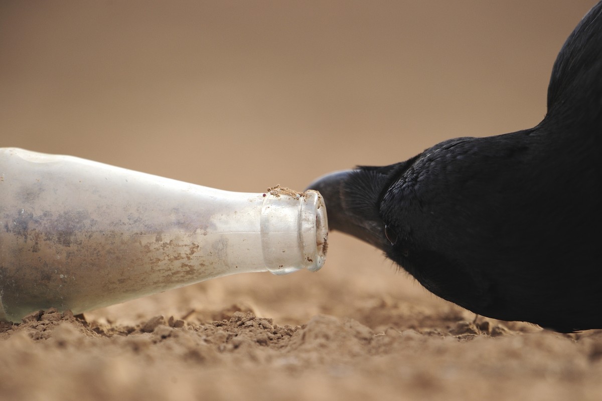 Para captar la imagen, Hernández permaneció escondido durante más de tres horas en un paraje del municipio de La Oliva, en Fuerteventura. J.J. Hernández 