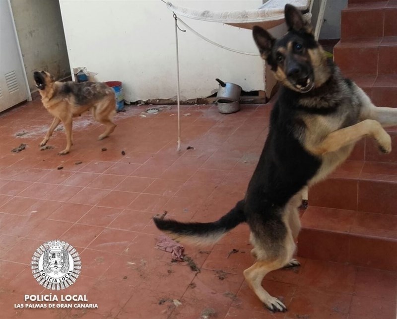 FOTO: Polícia Local de Las Palmas de Gran Canaria