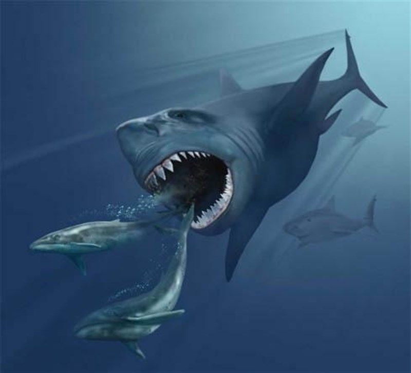 Recreación del megalodón, que se alimentaba de ballenas.