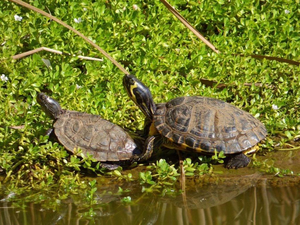 Además de transmitir enfermedades, se comen las plantas, los peces y hasta las aves que acuden a beber. DA