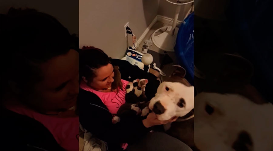 PERRITA PITBULL