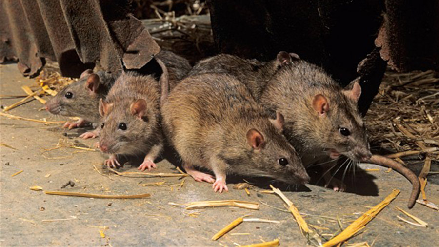 Ratas en un cobertizo