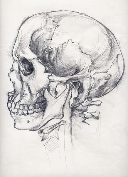 Mireia Tramunt hizo el dibujo de una calavera para su clase de anatomía en su primer año de carrera
