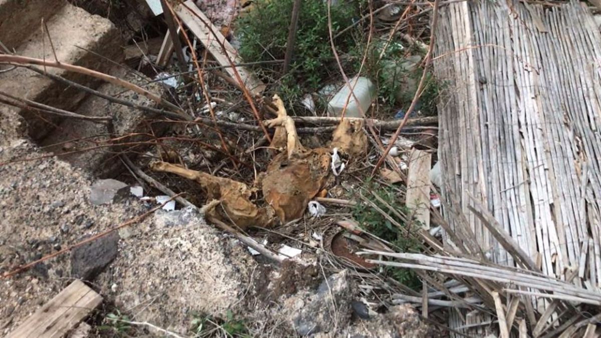 Uno de los cadáveres de perro hallados en la finca abandonada de Arona | Markus Baier 