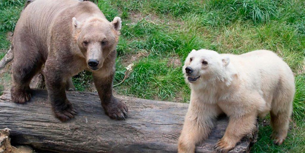 OSO POLAR ABATIDO ALEMANIA