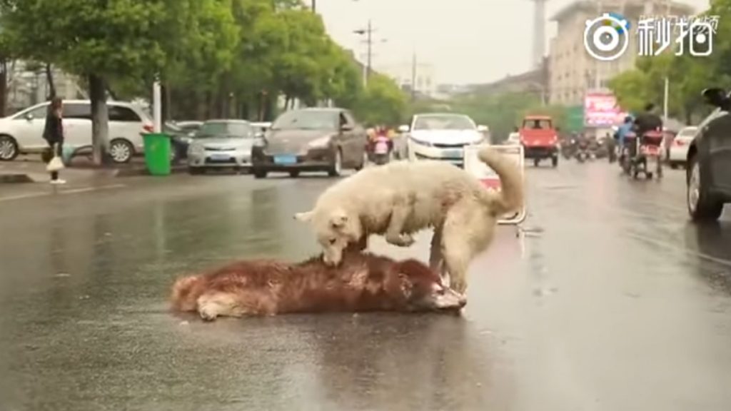 Perro atropellado en China