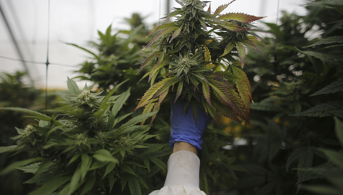 Imagen de archivo de plantas de marihuana. | REUTERS