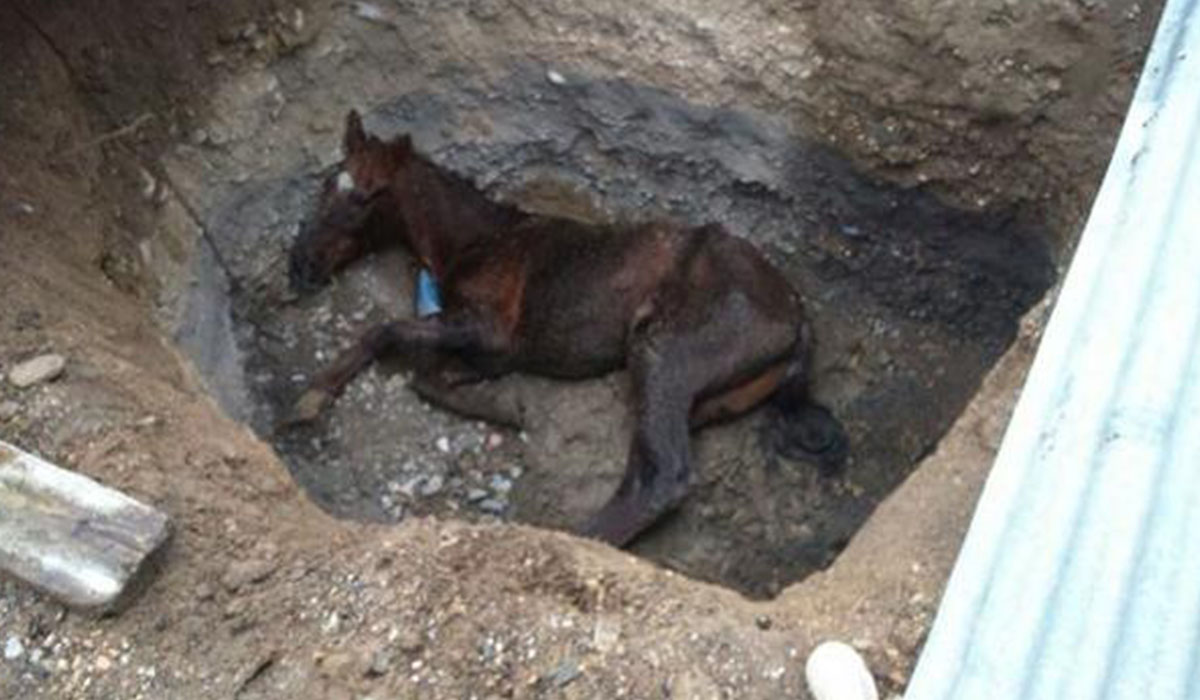 Hoyo en el que fue abandonado vivo el caballo. Foto: ABC