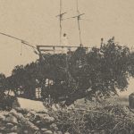 Foto antigua, del archivo de fotografía histórica de Canarias del Cabildo de Gran Canaria, de una postal con el antiguo barco sobre el árbol. DA
